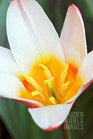 TULIPA_KAUFMANNIANA_HEARTS_DELIGHT