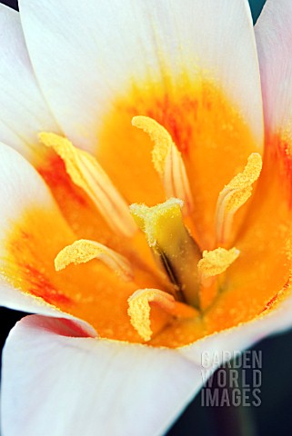 TULIPA_KAUFMANNIANA_HEARTS_DELIGHT