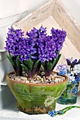 POT OF HYACINTHUS ORIENTALIS DELFT BLUE