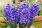 HYACINTHUS ORIENTALIS DELFT BLUE