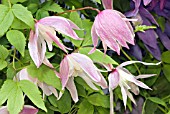 CLEMATIS MACROPETALA ROSY O GRADY