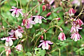 SEMIAQUILEGIA - AUSTRALIAN FORM