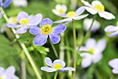 ANEMONE TRULLIFOLIA