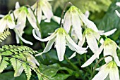 ERYTHRONIUM CALIFORNICUM WHITE BEAUTY