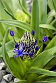 SCILLA PERUVIANA