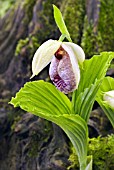 CYPRIPEDIUM FORMOSANUM