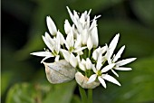 ALLIUM URSINUM