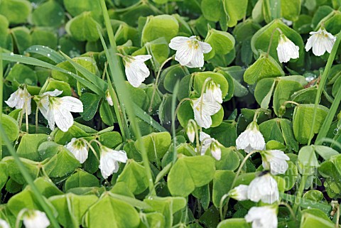 OXALIS_ACETOSELLA