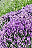 LAVANDULA ANGUSTIFOLIA MUNSTEAD