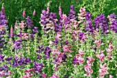 SALVIA VIRIDIS BOUQUET