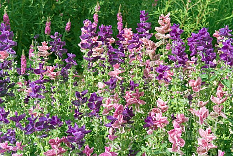 SALVIA_VIRIDIS_BOUQUET