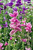 SALVIA VIRIDIS BOUQUET