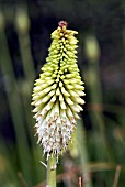 KNIPHOFIA ICE QUEEN