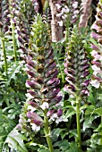 ACANTHUS HUNGARICUS