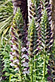 ACANTHUS HUNGARICUS