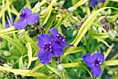 TRADESCANTIA BLUE AND GOLD