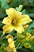 HEMEROCALLIS BOULDER BROOK SERENITY