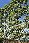 ESPALIERED CRAB APPLE TREES