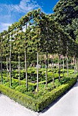 ESPALIERED CRAB APPLE TREES, ALNWICK GARDEN