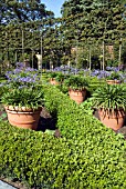 POTS OF AGAPANTHUS PETER PAN, THE ALNWICK GARDEN