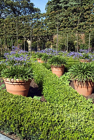 POTS_OF_AGAPANTHUS_PETER_PAN_THE_ALNWICK_GARDEN