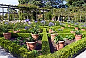 POTS OF AGAPANTHUS ROSEWARNE, THE ALNWICK GARDEN