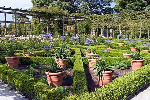 POTS_OF_AGAPANTHUS_ROSEWARNE_THE_ALNWICK_GARDEN