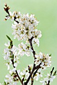 PRUNUS SPINOSA BLOSSOM