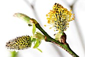 MALE AND FEMALE CATKINS ON SALIX CAPREA