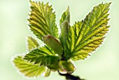 YOUNG LEAVES OF SALIX CAPREA