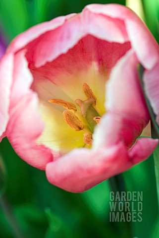 TULIPA_CHRISTMAS_DREAM