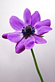 ANEMONE CORONARIA MR FOKKER