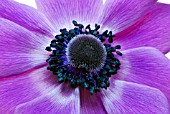 ANEMONE CORONARIA MR FOKKER