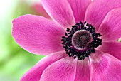 ANEMONE CORONARIA - ST BRIGID