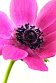 ANEMONE CORONARIA - ST BRIGID