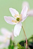 ANEMONE NEMOROSA