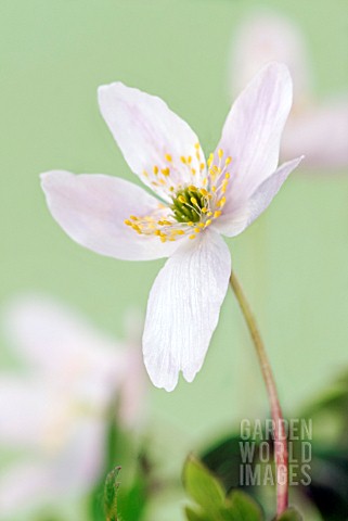 ANEMONE_NEMOROSA