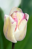 TULIPA SHIRLEY