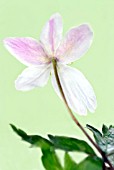 ANEMONE NEMOROSA