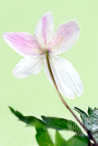 ANEMONE_NEMOROSA