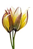 TULIPA TARDA DASYSTEMON