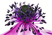 STAMENS ON ANEMONE CORONARIA