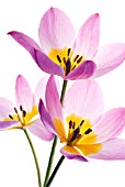 TULIPA SAXATILIS LILAC WONDER