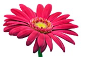 GERBERA JAMESONII