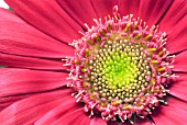 GERBERA JAMESONII