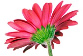 GERBERA JAMESONII