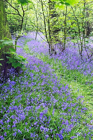 BLUEBELL_WOOD_IN_SPRINGTIME