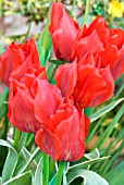 TULIPA ROB VERLINDEN