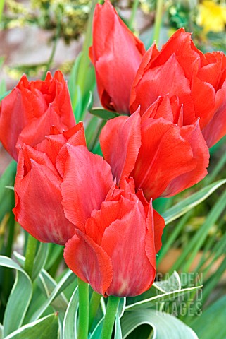 TULIPA_ROB_VERLINDEN