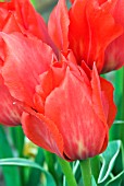 TULIPA ROB VERLINDEN